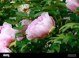 Image result for Paeonia suffruticosa Bai Yuan Hong Xia