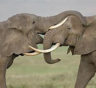 Image result for Two Elephants