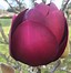 Image result for Magnolia BLACK TULIP