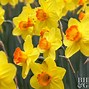 Image result for Narcissus Broughshane