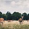 Image result for Richmond Park