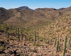 Image result for Sonoran Desert AZ