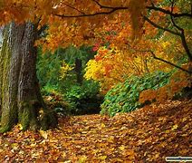 Image result for autumn