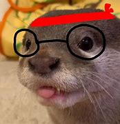 Image result for Otters with Glasses On