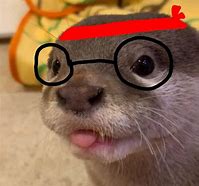 Image result for Otter Piper Glasses