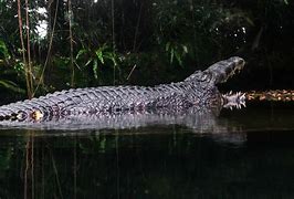 Image result for Monster Crocodile