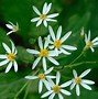 Image result for ASTER DIVARICATUS  BETH CHATTO