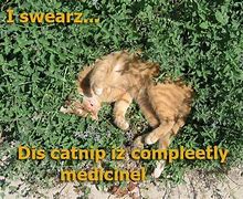 Image result for Cracked Out Cat