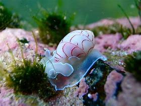 Image result for Ocean Mollusks