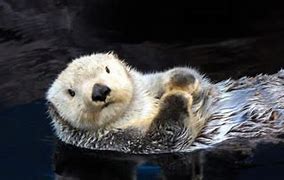 Image result for Sea Otter On Back