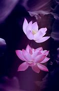Image result for Lotus Flower iPhone Wallpaper