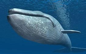 Image result for Biggest Blue Whale Ever