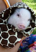 Image result for Accessories for Tiny Pig Toys