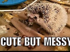 Image result for Funny Hedgehog Memes