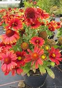 Image result for What Kind of Wild Flowers in Arizona