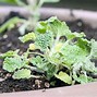 Image result for Find a Picture of a Horehound Plant