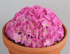Image result for Primula allionii x auricula Old Red Dusty Miller