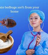 Image result for Bed Bug Nymph or Book Lice