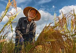 Image result for Vietnam Agriculture