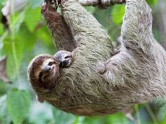 Image result for Sloth Hanging from Tree Wallpaper
