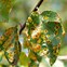 Image result for Brown Spots On Apple Tree Leaves