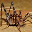 Image result for Camel Spider Cricket