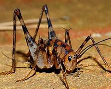 Image result for Camel Crickets in Drain