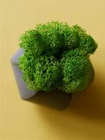 Image result for Indoor Moss Garden