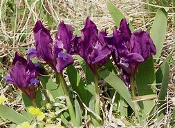 Image result for Iris pumila f. atroviolacea