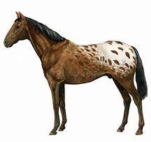 Image result for Appaloosa Horse Clip Art