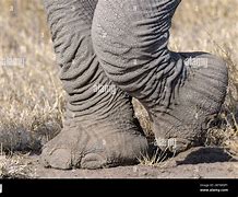 Image result for African Elephant Foot