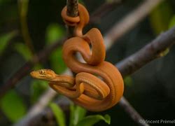 Image result for corallus_hortulanus