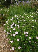 Зображення, знайдене за запитом "Geranium sanguineum var. striatum"