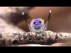 Image result for Peacock Spider Meme