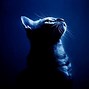 Image result for Cool Cat PFP 1080X1080