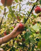 Image result for Apple-Picking Fun