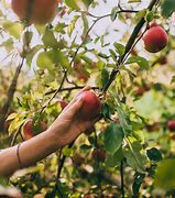 Image result for Kuner's Apple-Picking