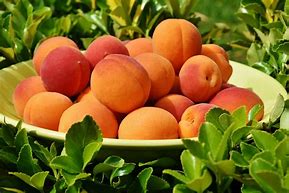 Image result for Picture 2 Funny Apricots