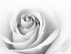 Image result for Beautiful Pink Rose