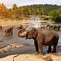 Image result for Biggest African Elephant