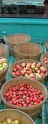 Image result for Early Apple Varieties