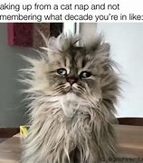 Image result for Cat Nap Meme