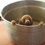 Image result for Dancing Sloth