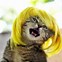 Image result for Cats with Funny Haircuts