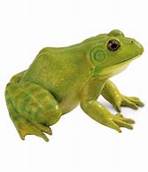 Image result for Green Frog Toy