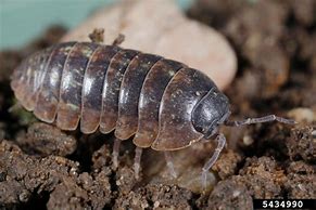 Image result for Isopod Pill Bug