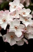 Image result for Rosa Xantippe