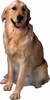 Image result for Roblox Cute Dog