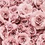 Image result for iPhone Pink Rose