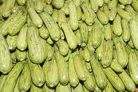 Image result for Light Green Zucchini